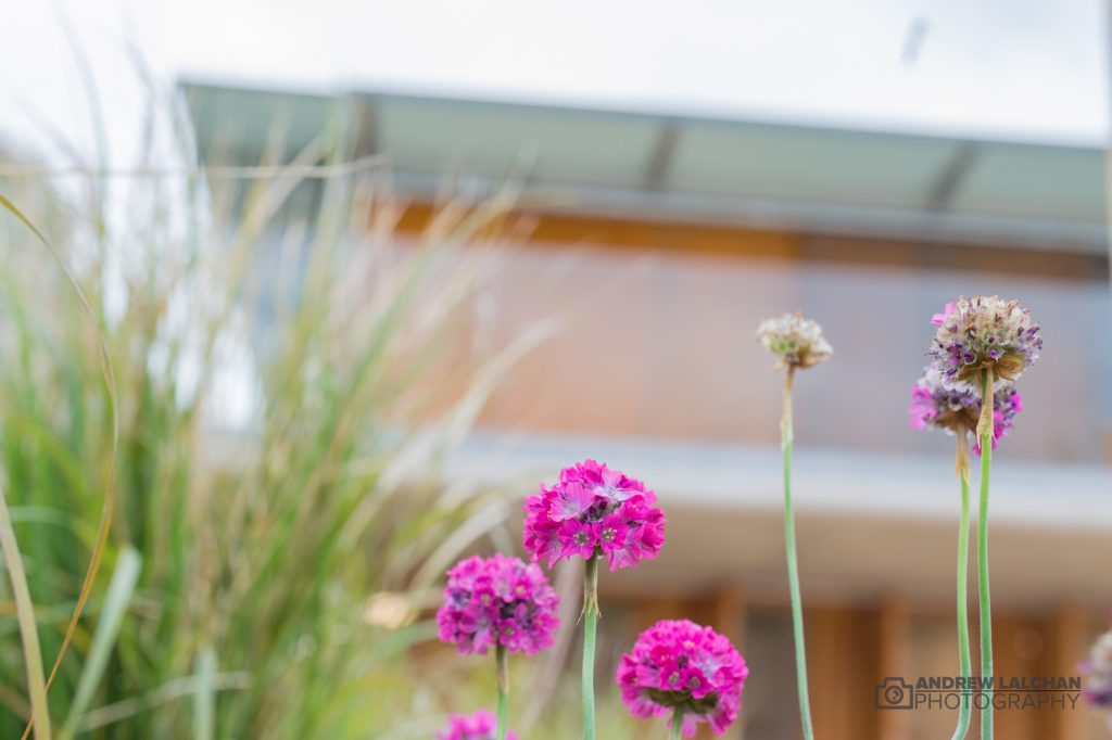 Flowers at the Cassiobury Hub