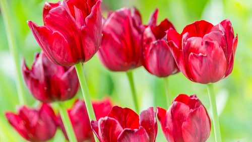 Tulips in Peace Hospice Garden