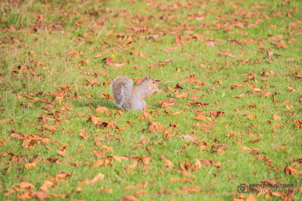 Squirrel in the autumn leaves