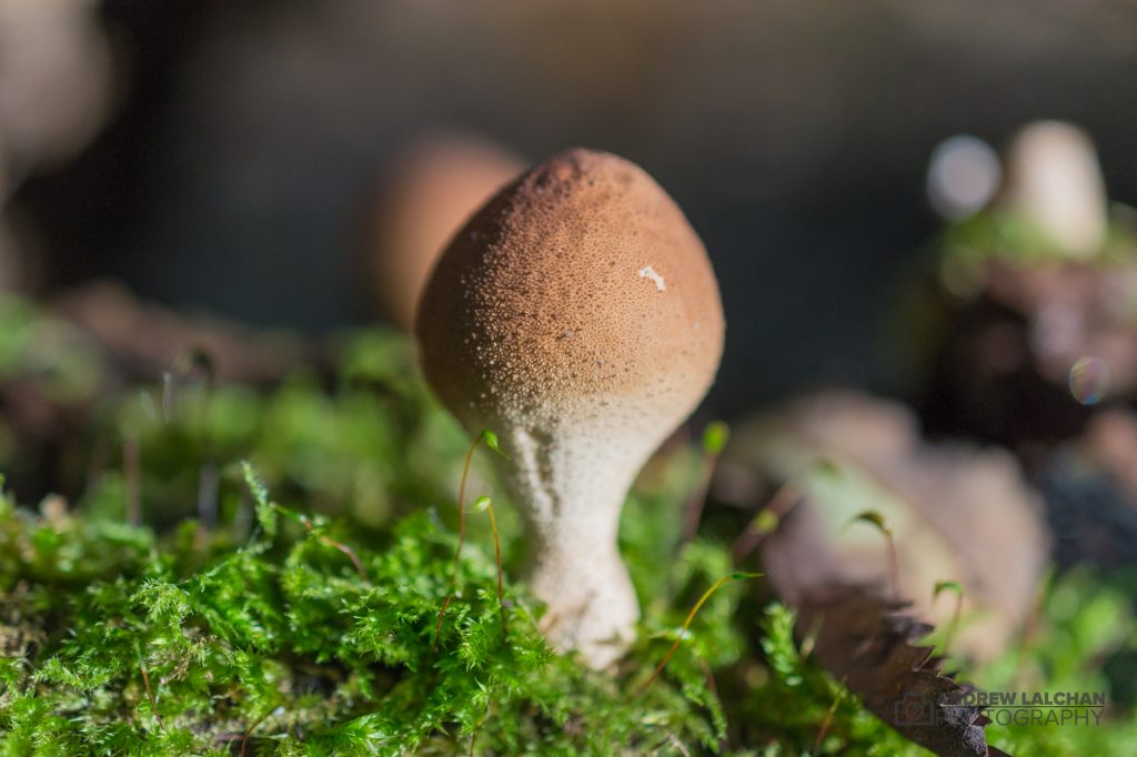 Woodland mushrooms