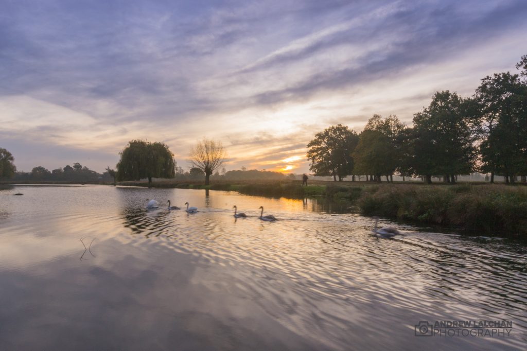 Sunrise in Bushy Park