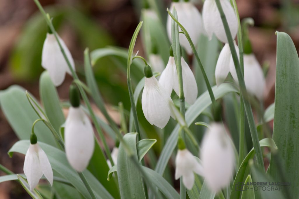 Snow drops