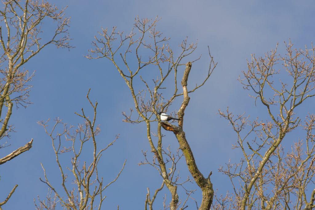 Cassiobury Park - Bird Spotting