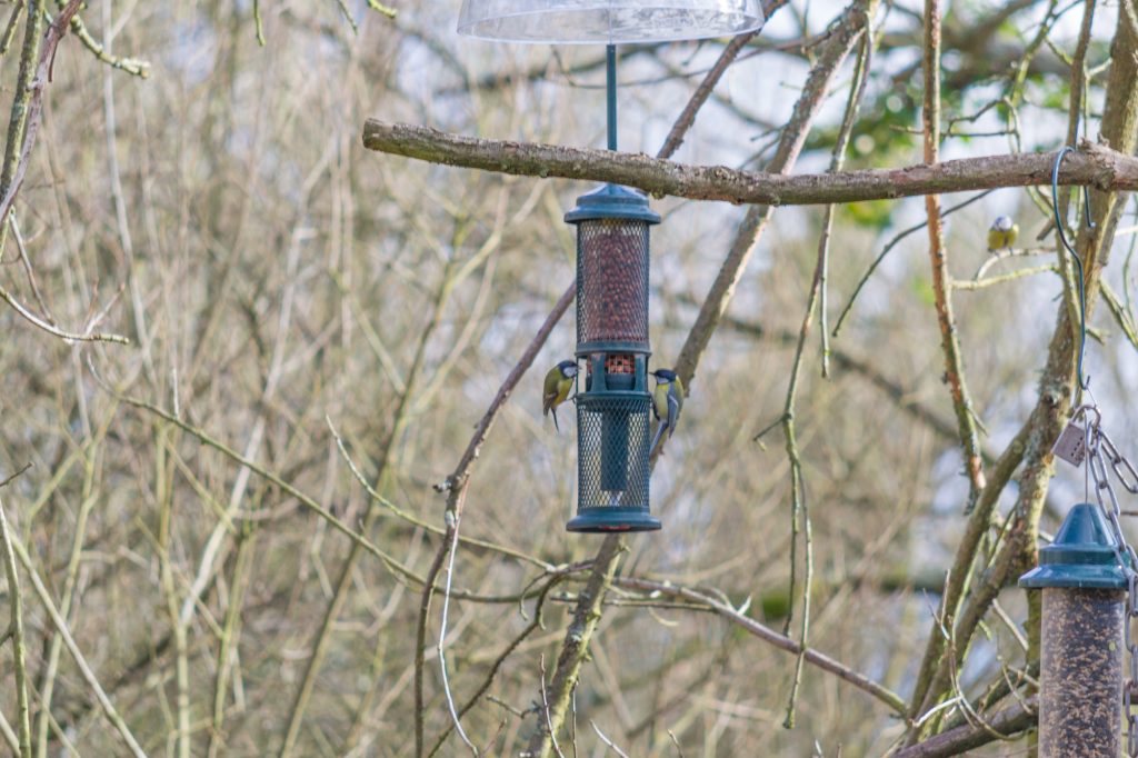 Cassiobury Park - Bird Spotting