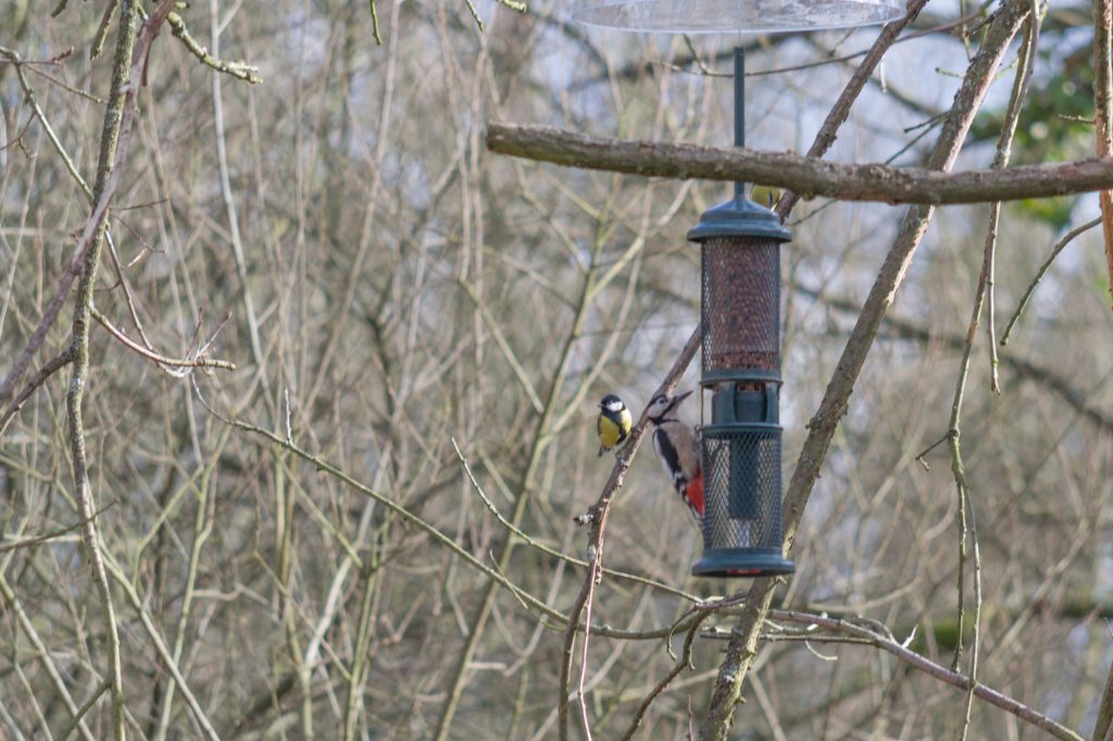 Cassiobury Park - Bird Spotting