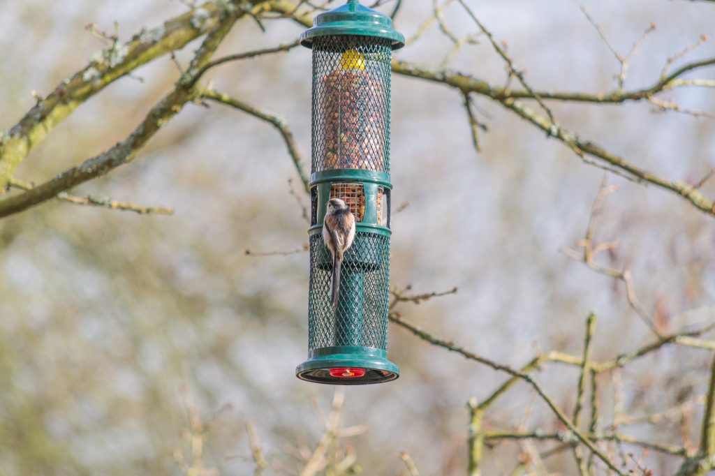 Cassiobury Park - Bird Spotting