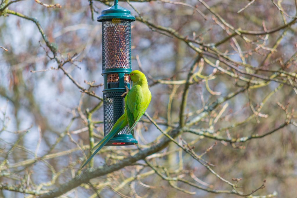 Cassiobury Park - Bird Spotting