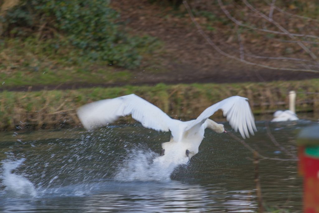 Cassiobury Park - Bird Spotting