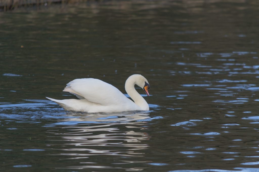 Cassiobury Park - Bird Spotting