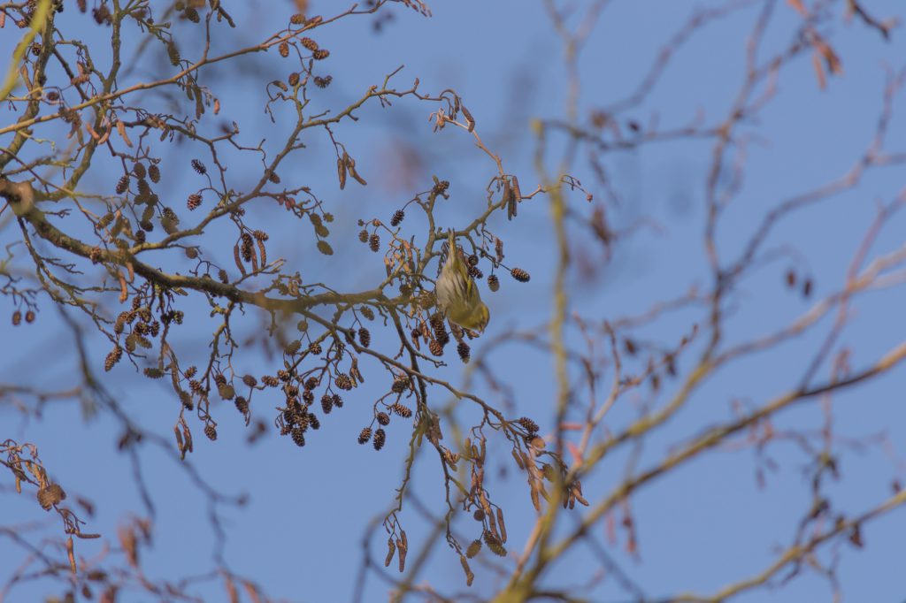 Cassiobury Park - Bird Spotting