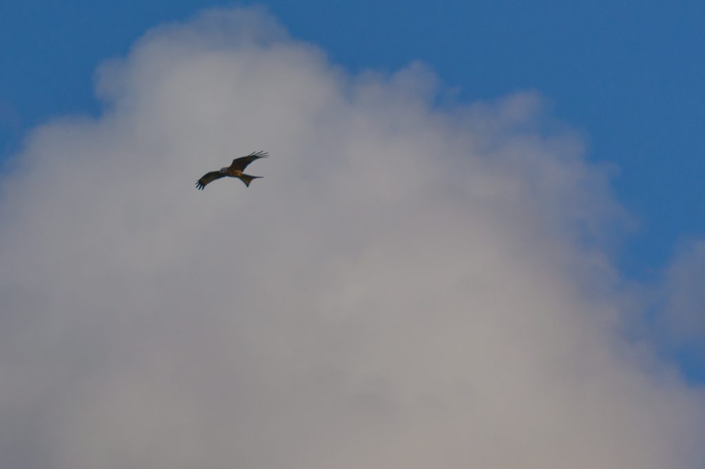 Cassiobury Park - Bird Spotting