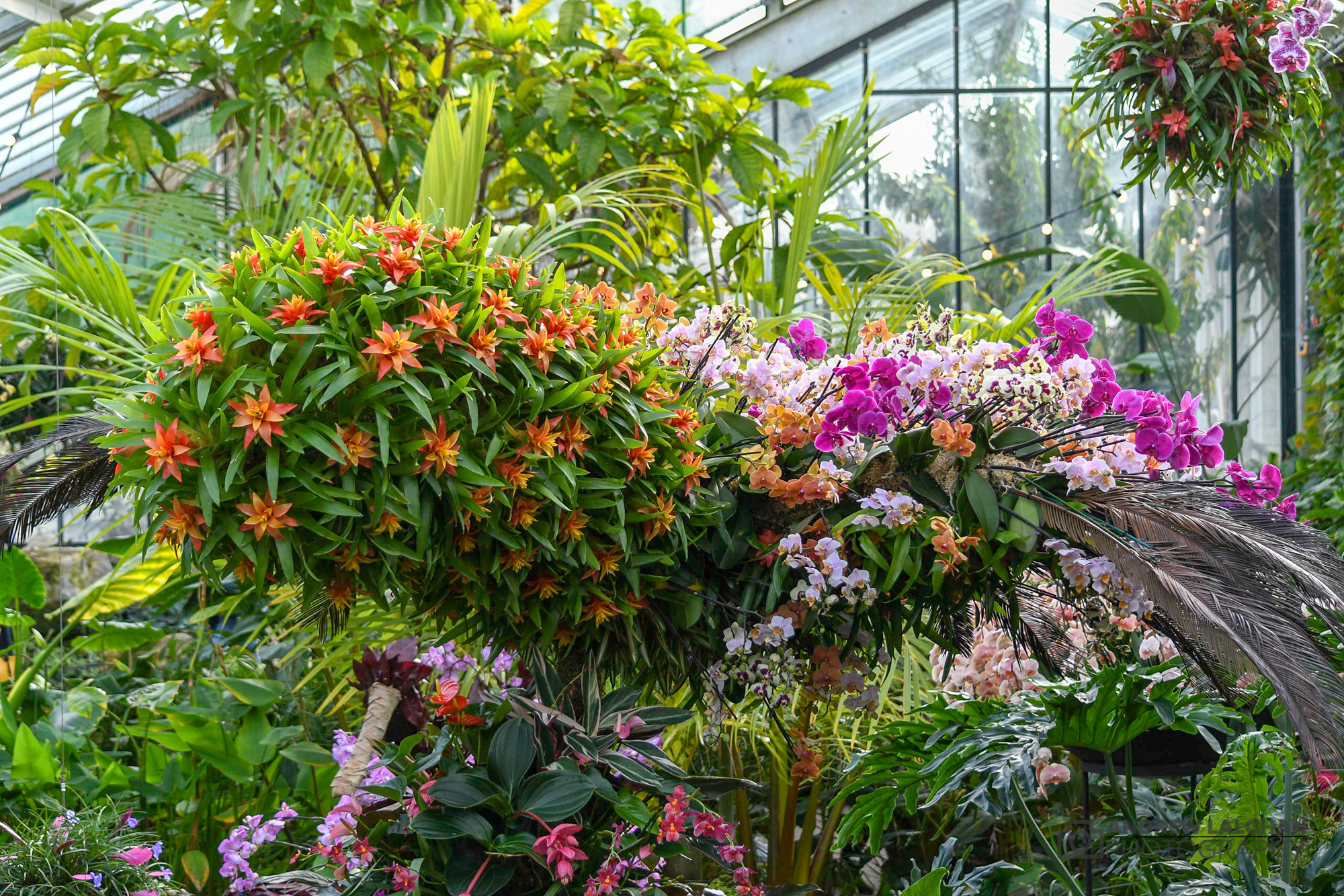 Kew Gardens Orchid Festival 2019