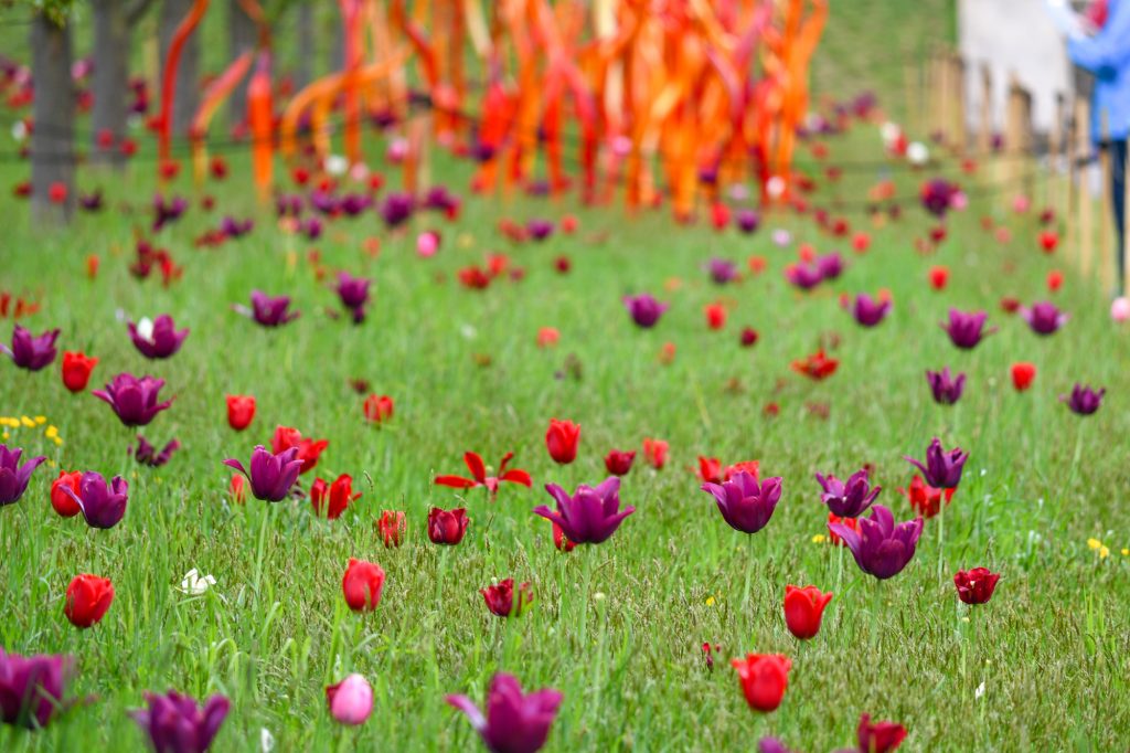 Chihuly - Reflections on nature at Kew Gardens