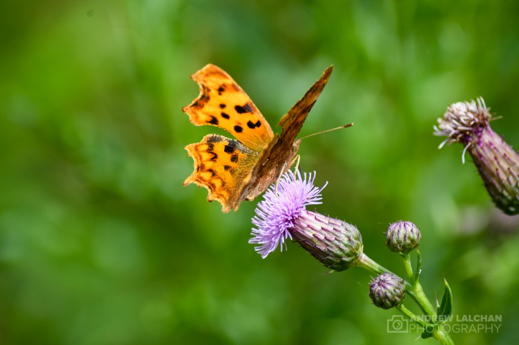 Summer of butterflies