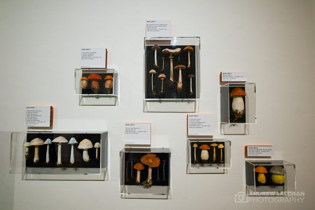 Wild world of mushrooms exhibition