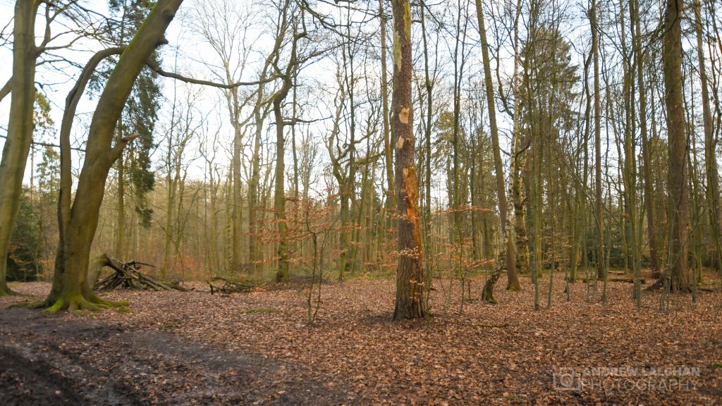 Whippendell Woods in the winter