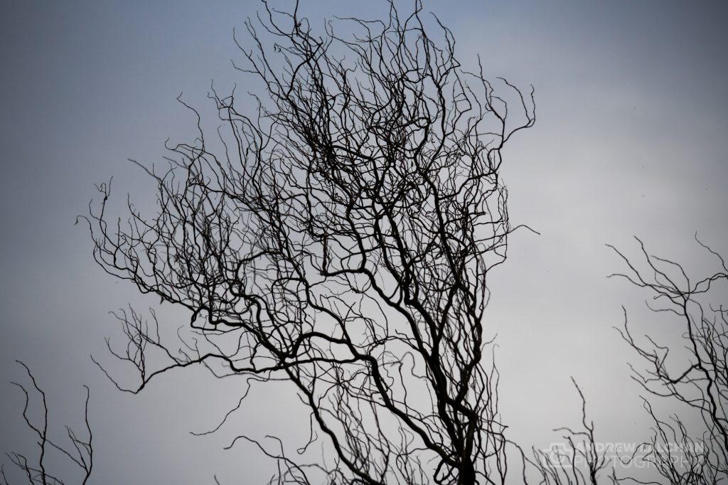 Tree branches before the shoots of spring