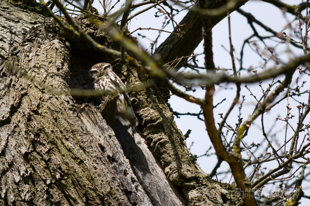 Owl in Cassiobury Park