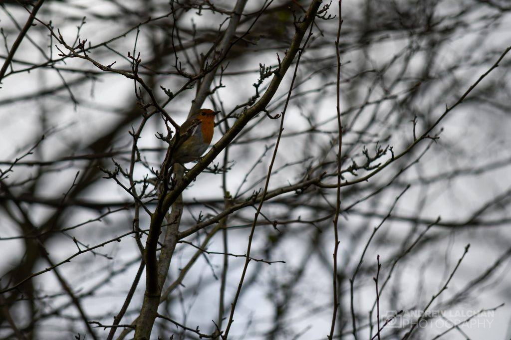 Robin singing