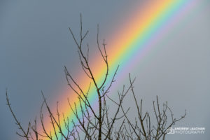 Rainbow over Watford