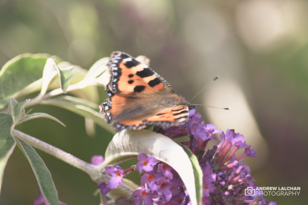 Butterfly's galore