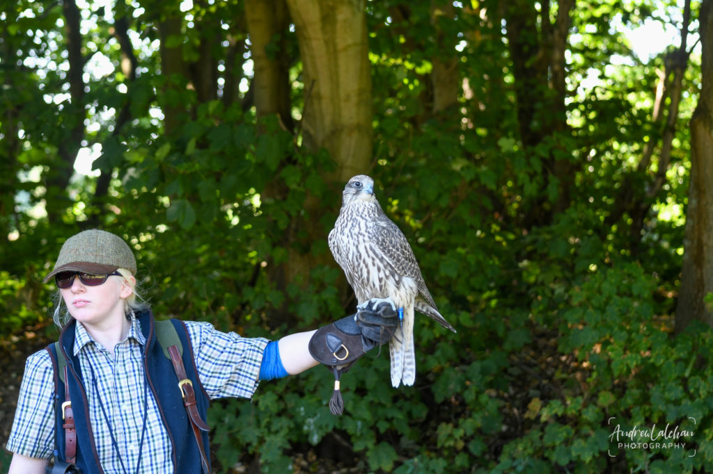 Falconry at the Grove Hotel