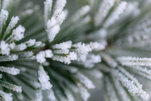 Frosty in Watford