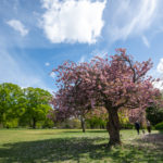 Cherry blossom blooms