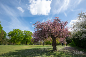 Cherry blossom blooms